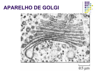 APARELHO DE GOLGI
 