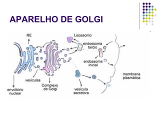 APARELHO DE GOLGI
 