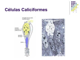 Células Caliciformes
 