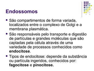 Endossomos
 São compartimentos de forma variada,
localizados entre o complexo de Golgi e a
membrana plasmática.
 São responsáveis pelo transporte e digestão
de partículas e grandes moléculas que são
captadas pela célula através de uma
variedade de processos conhecidos como
endocitose.
 Tipos de endocitose: depende da substância
ou partícula ingeridos, conhecidos por:
fagocitose e pinocitose.
 