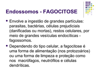 Endossomos - FAGOCITOSE
 Envolve a ingestão de grandes partículas:
parasitas, bactérias, células prejudiciais
(danificadas ou mortas), restos celulares, por
meio de grandes vesículas endocíticas -
fagossomos.
 Dependendo do tipo celular, a fagocitose é
uma forma de alimentação (nos protozoários)
ou uma forma de limpeza e proteção como
nos macrófagos, neutrófilos e células
dendríticas.
 