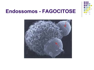 Endossomos - FAGOCITOSE
 