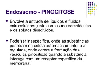Endossomo - PINOCITOSE
 Envolve a entrada de líquidos e fluidos
extracelulares junto com as macromoléculas
e os solutos dissolvidos.
 Pode ser inespecífica, onde as substâncias
penetram na célula automaticamente, e a
regulada, onde ocorre a formação das
vesículas pinocíticas quando a substância
interage com um receptor específico da
membrana.
 