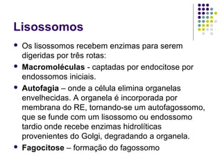 Lisossomos
 Os lisossomos recebem enzimas para serem
digeridas por três rotas:
 Macromoléculas - captadas por endocitose por
endossomos iniciais.
 Autofagia – onde a célula elimina organelas
envelhecidas. A organela é incorporada por
membrana do RE, tornando-se um autofagossomo,
que se funde com um lisossomo ou endossomo
tardio onde recebe enzimas hidrolíticas
provenientes do Golgi, degradando a organela.
 Fagocitose – formação do fagossomo
 