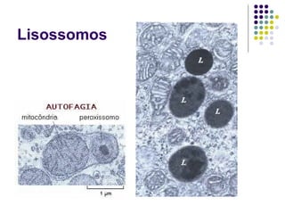 Lisossomos
 
