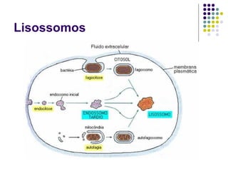 Lisossomos
 