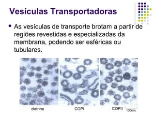 Vesículas Transportadoras
 As vesículas de transporte brotam a partir de
regiões revestidas e especializadas da
membrana, podendo ser esféricas ou
tubulares.
 