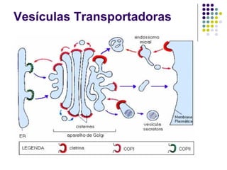 Vesículas Transportadoras
 
