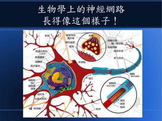 生物學上的神經網路
長得像這個樣子！
 
