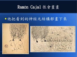 Ramón Cajal 很會畫畫
● 他把看到的神經元結構都畫下來
 
