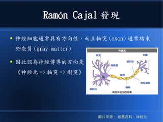 Ramón Cajal 發現
● 神經元細胞通常具有方向性，而且軸突 (axon) 通常結
束於灰質 (gray matter)
● 因此認為神經傳導的方向是
《神經元 => 軸突 => 樹突》
圖片來源： 維基百科：神經元
 