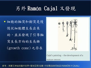 另外 Ramón Cajal 又發現
● 細胞的軸突和樹突是慢
慢從細胞體生長出來
的，並且發現了引導軸
突生長方向的生長錐
(growth cone) 之存在
參考：美麗又神祕的腦中世界─聖地亞哥·拉蒙-卡哈爾(SANTIAGO RAMÓN Y CAJAL)
 