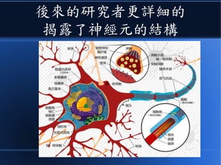 後來的研究者更詳細的
揭露了神經元的結構
 