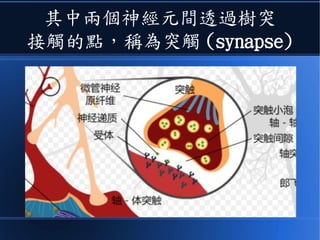 其中兩個神經元間接觸的點
稱為突觸 (synapse)
 