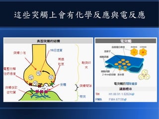 這些突觸上會有化學反應與電反應
 