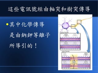 這些電訊號經由軸突和樹突傳導
● 其中化學傳導
是由鈉鉀等離子
所導引的！
 
