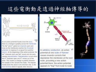 這些電衝動是透過神經軸傳導的
 