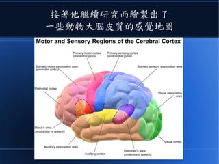 接著他繼續研究而繪製出了
一些動物大腦皮質的感覺地圖
 