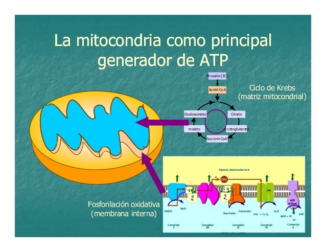 10 mitocondria e_cortes