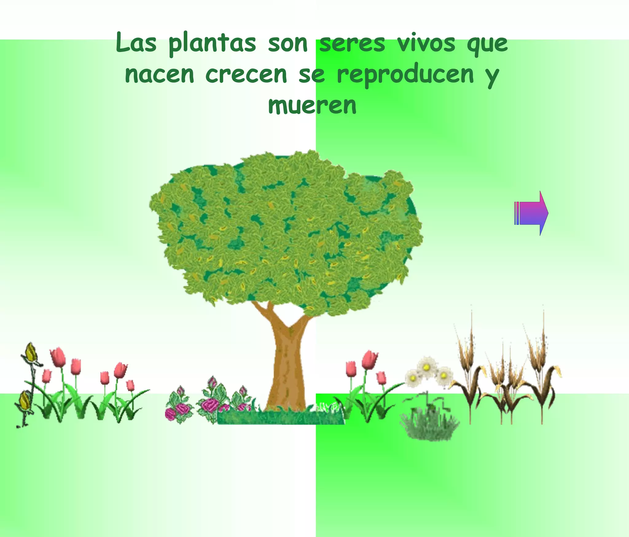 Las plantas son seres vivos que nacen crecen se reproducen y mueren 