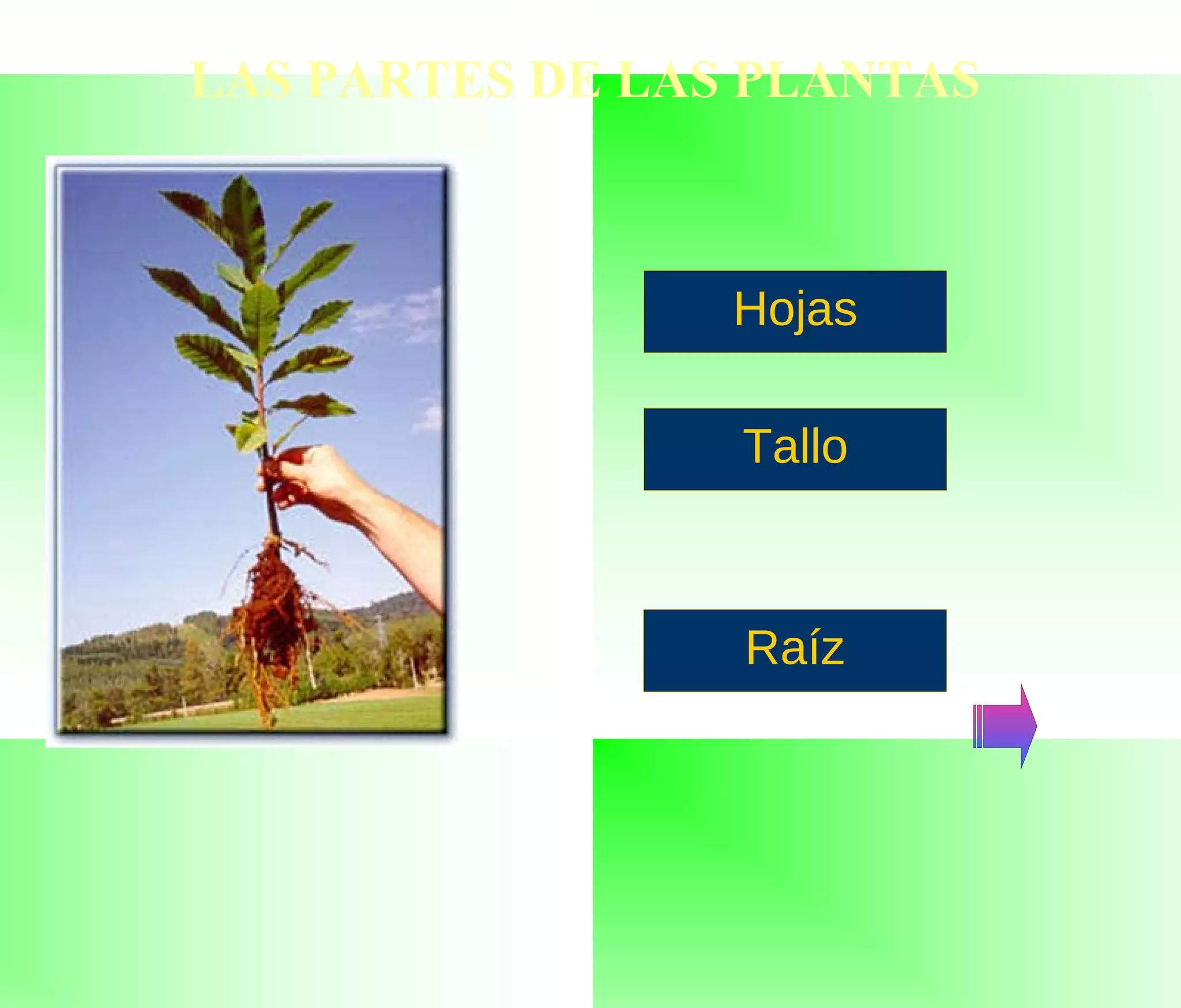 LAS PARTES DE LAS PLANTAS Raíz Tallo Hojas 