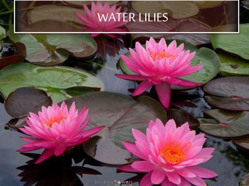 10 Most Beautiful Flowers in the World World Flowers list Beauti…