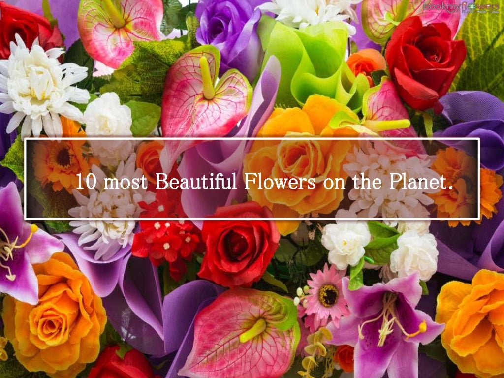 10 Most Beautiful Flowers in the World World Flowers list Beauti…