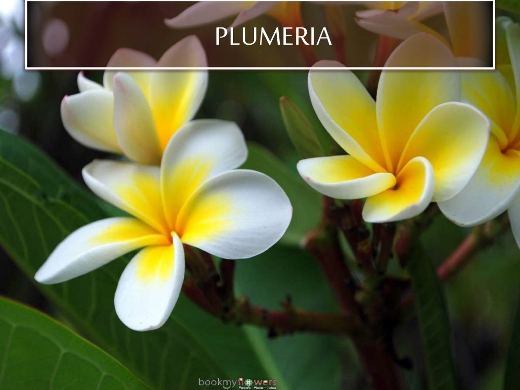 10 Most Beautiful Flowers in the World World Flowers list Beauti…