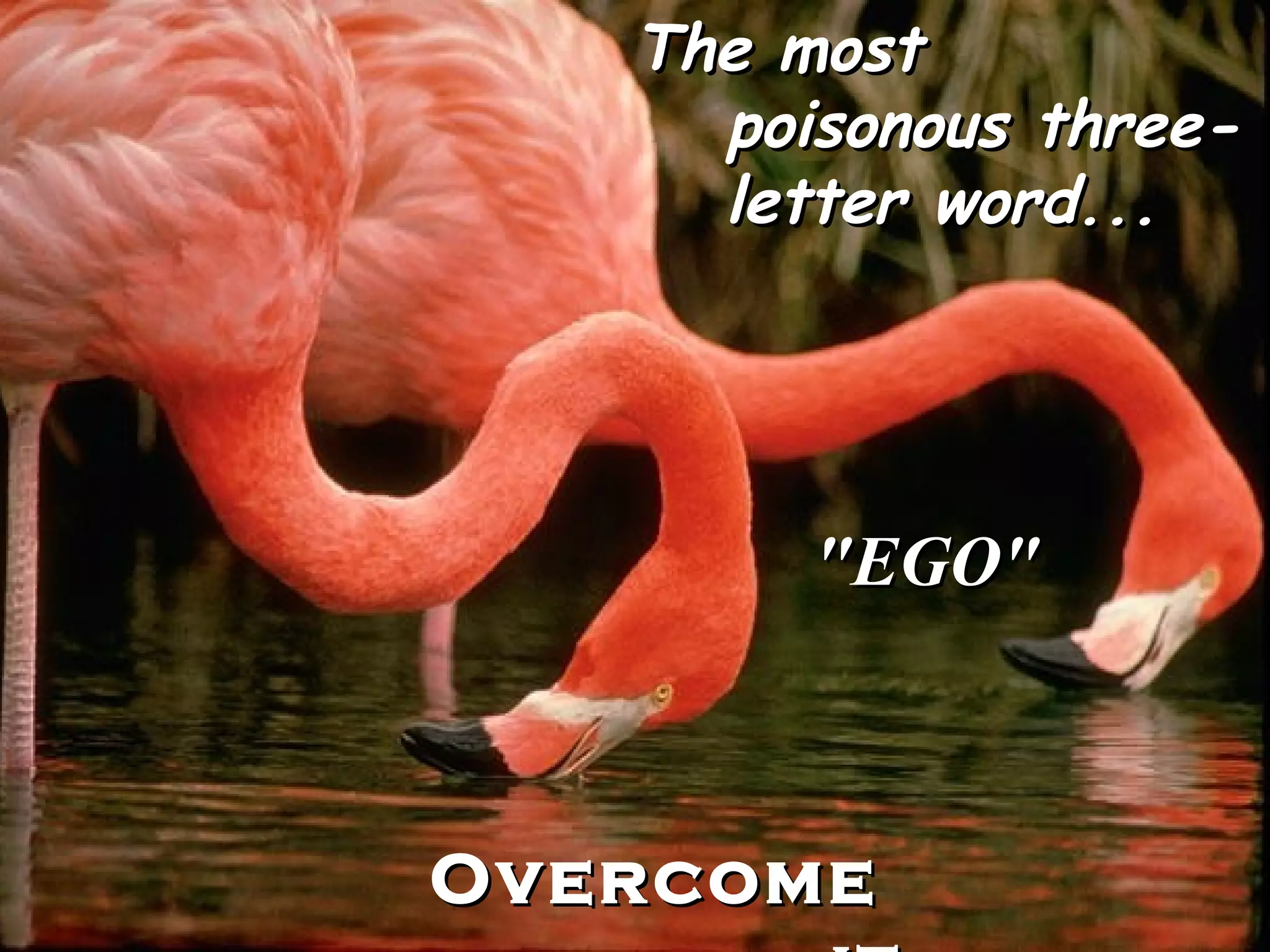 The most poisonous three-letter word... "EGO" Overcome it
