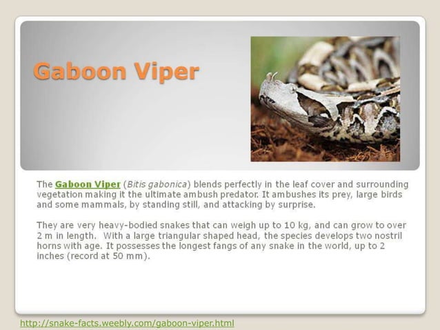 10 most venomous african snakes | PPT
