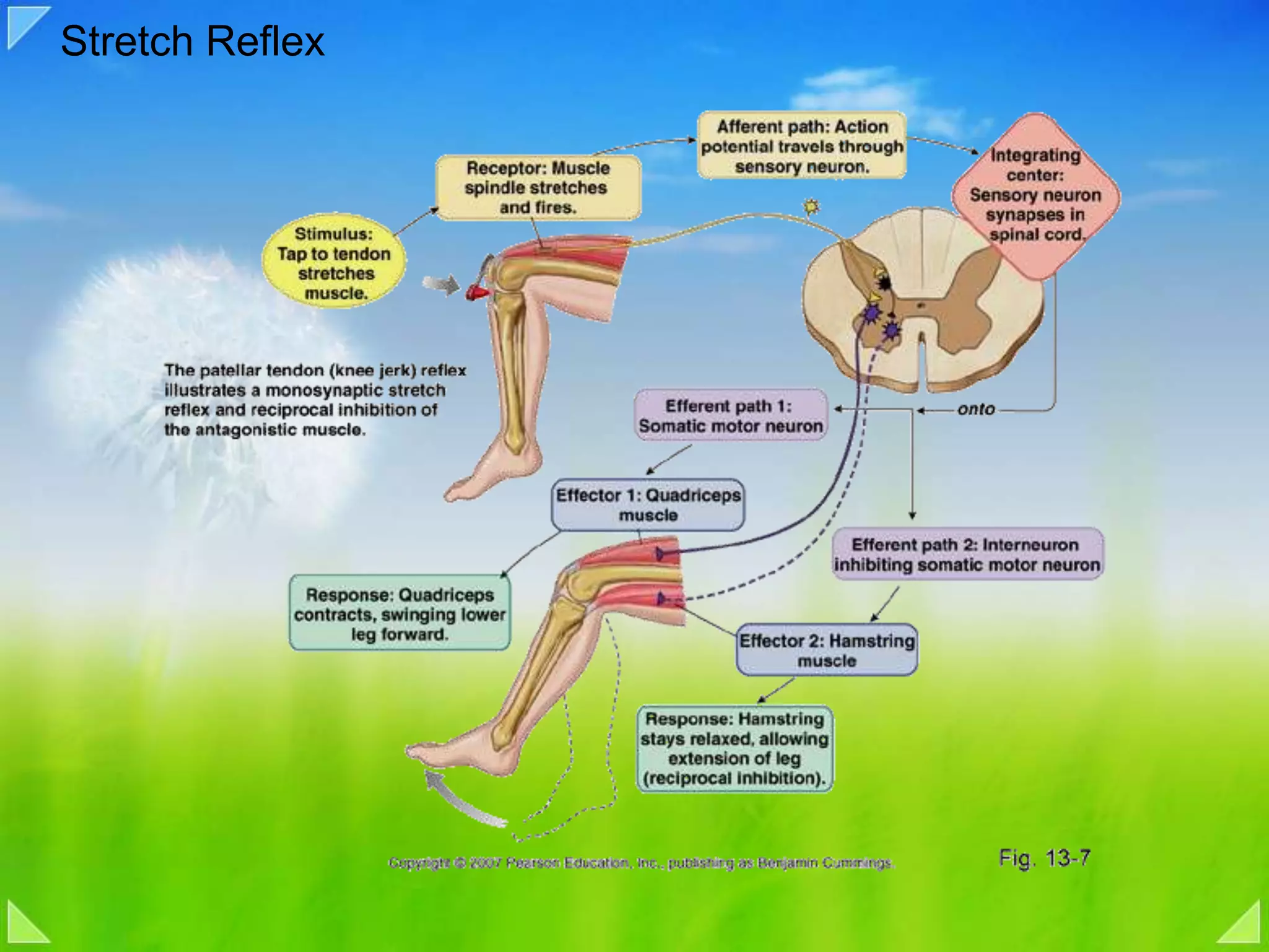 Stretch Reflex
