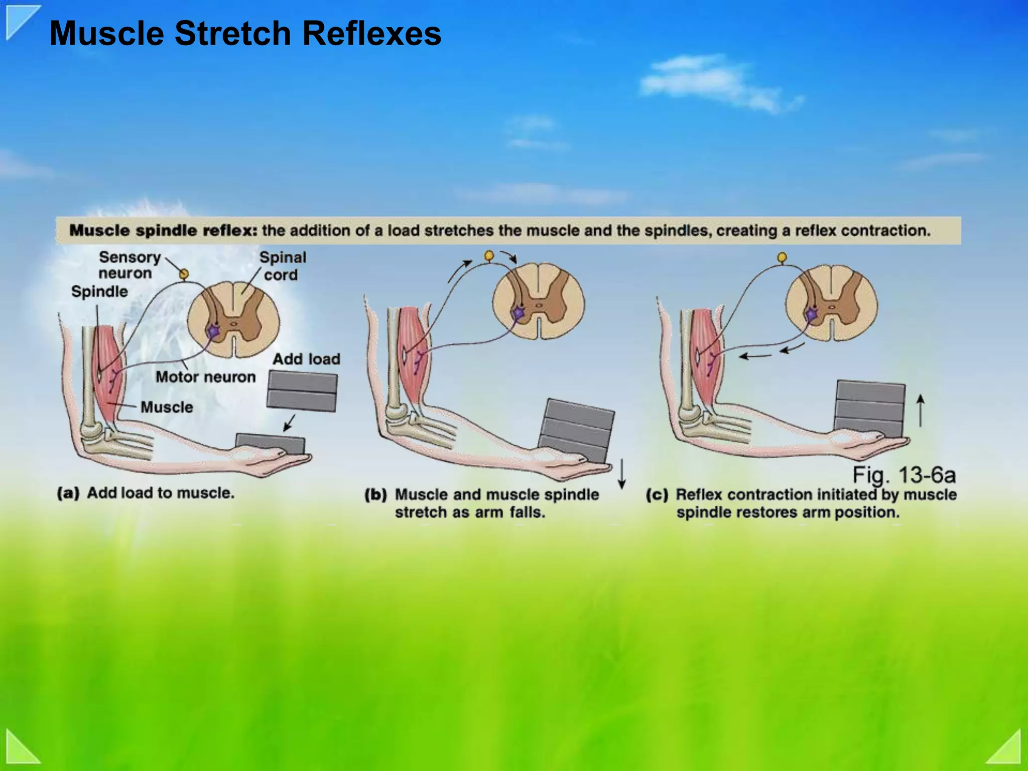 Muscle Stretch Reflexes