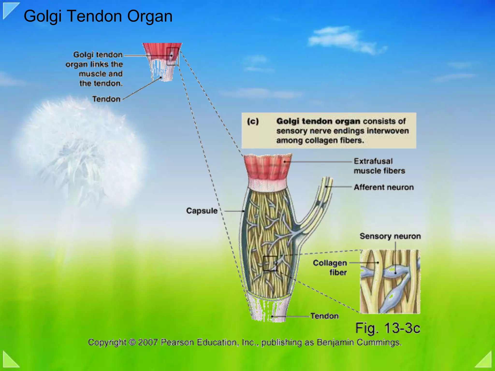 Golgi Tendon Organ