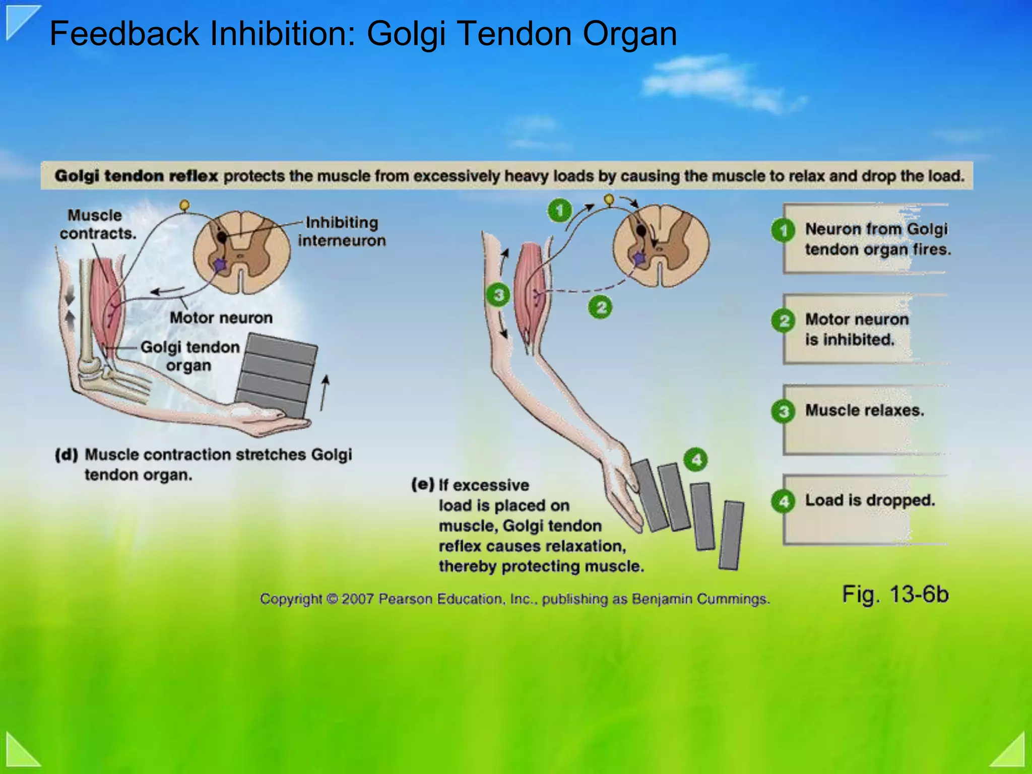 Feedback Inhibition: Golgi Tendon Organ
