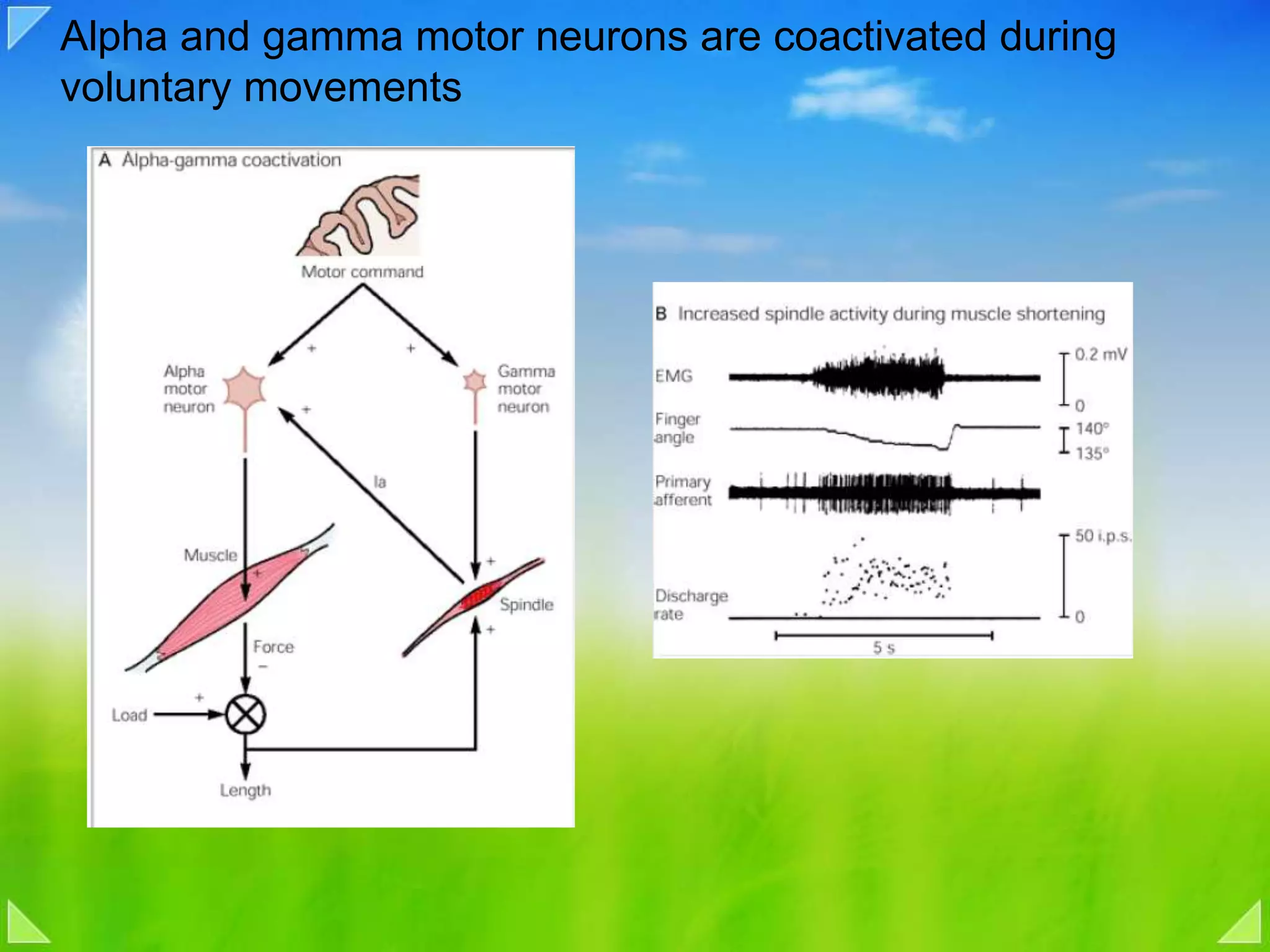Alpha and gamma motor neurons are coactivated during voluntary movements