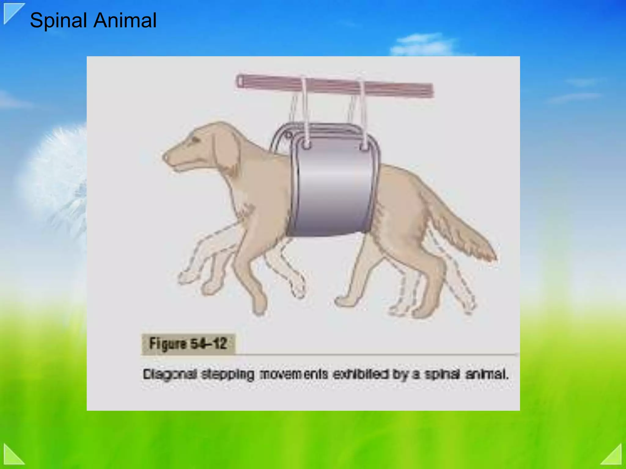 Spinal Animal