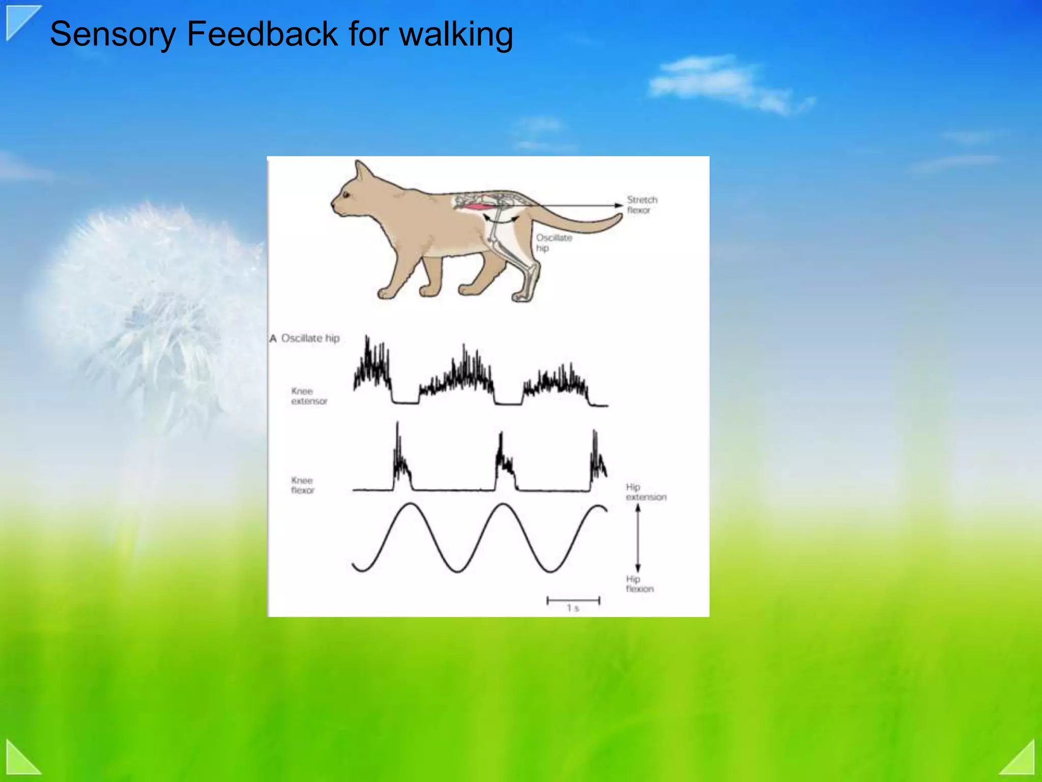 Sensory Feedback for walking