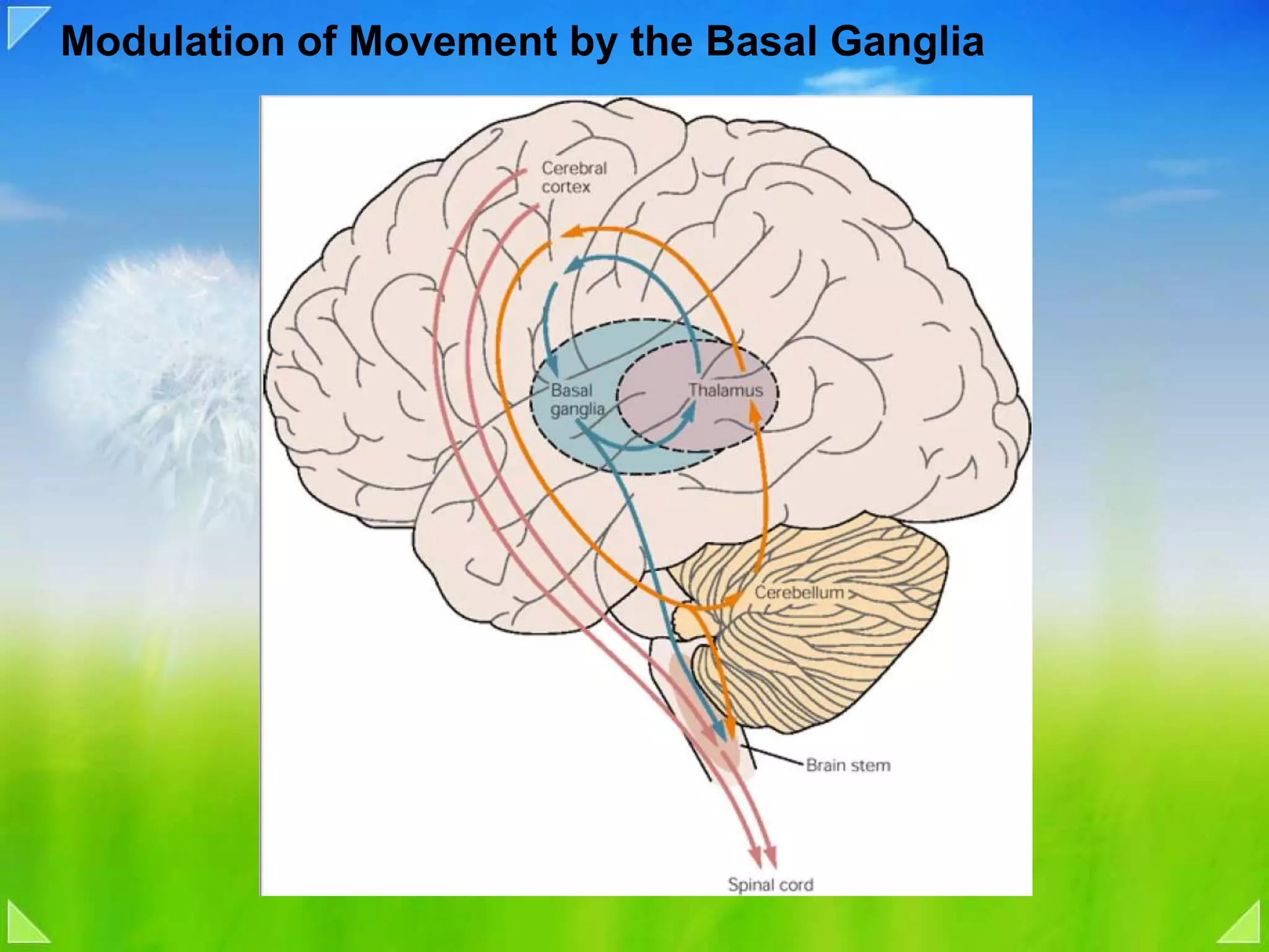 Modulation of Movement by the Basal Ganglia