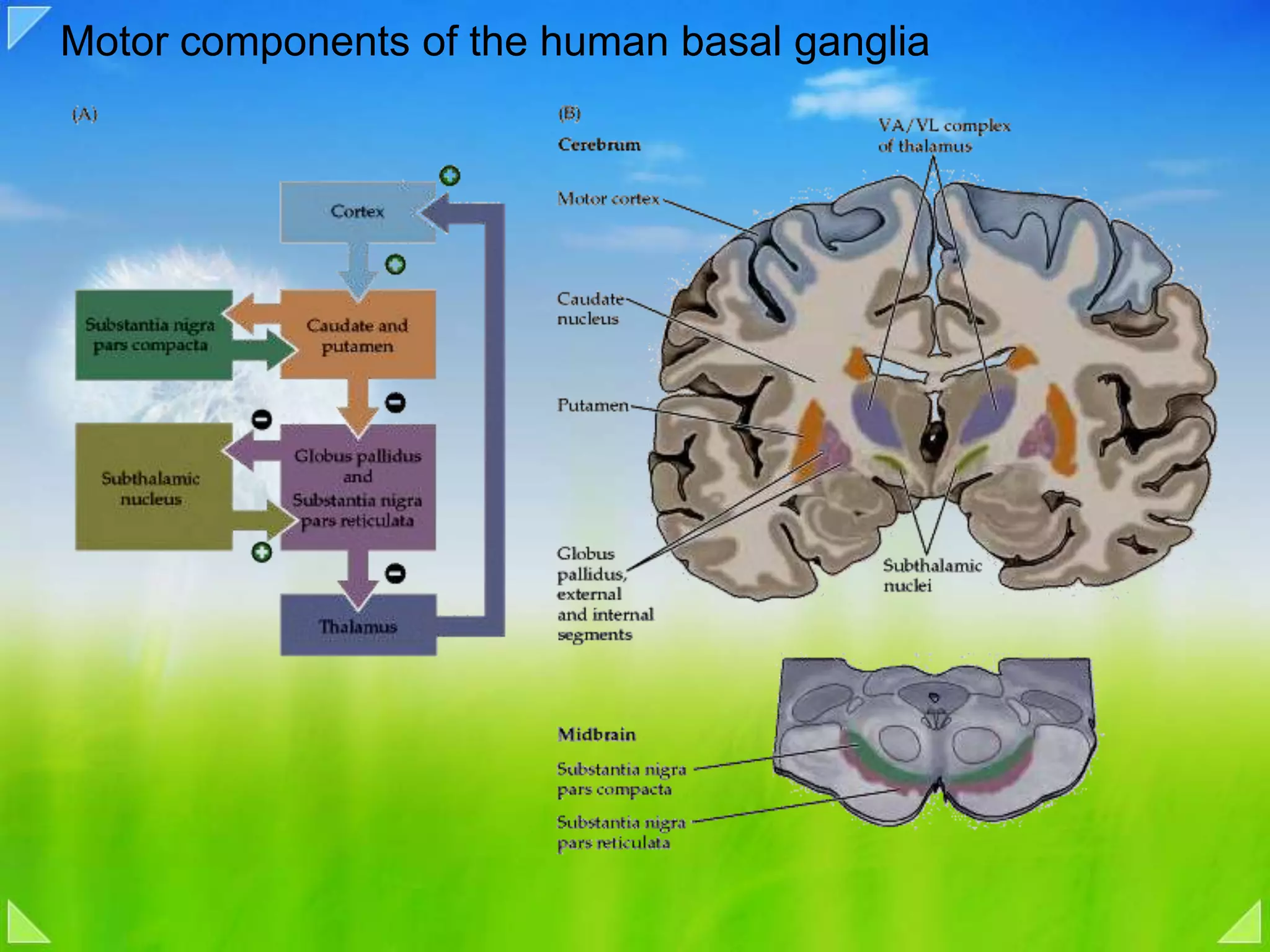 Motor components of the human basal ganglia