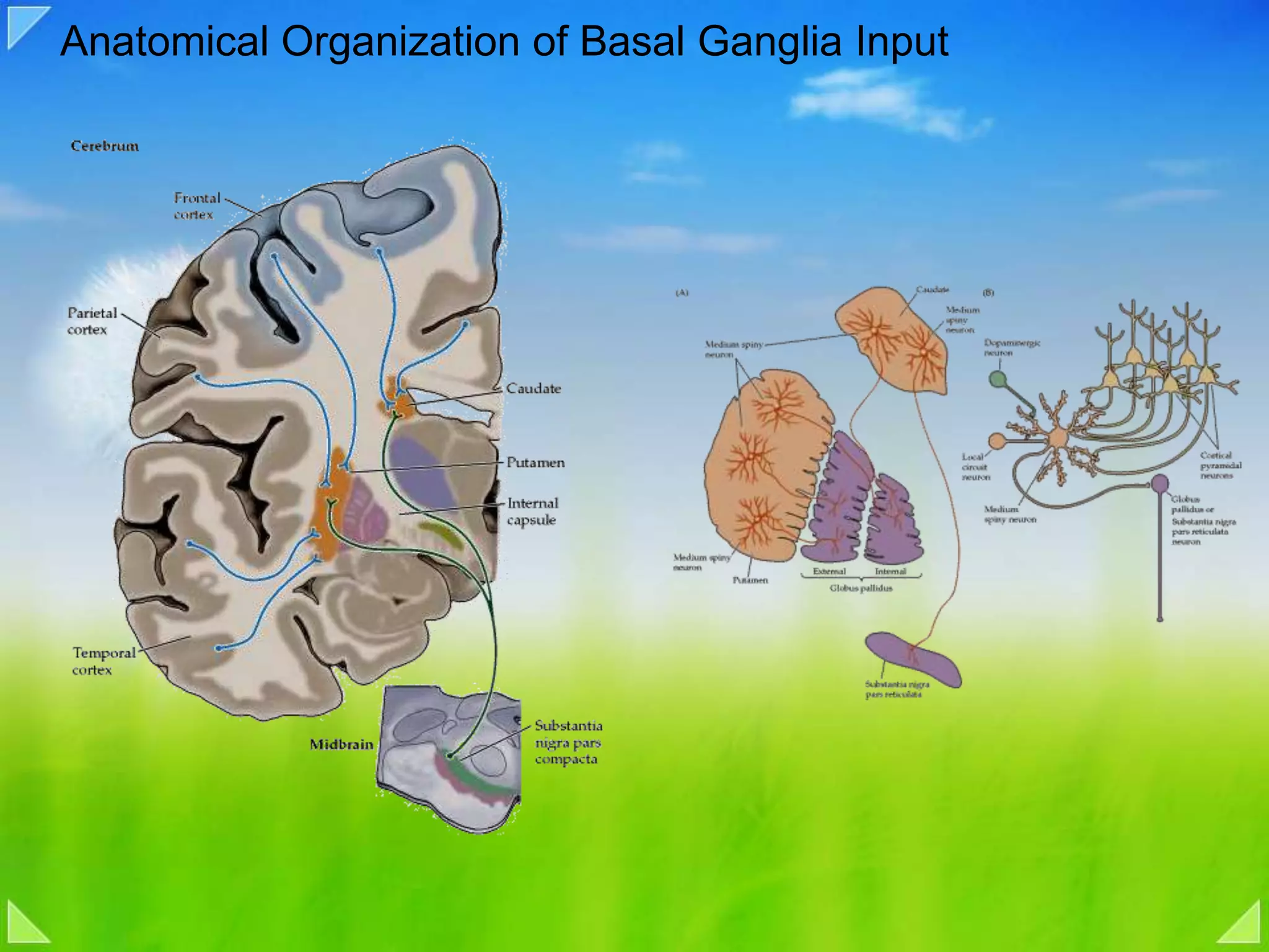 Anatomical Organization of Basal Ganglia Input