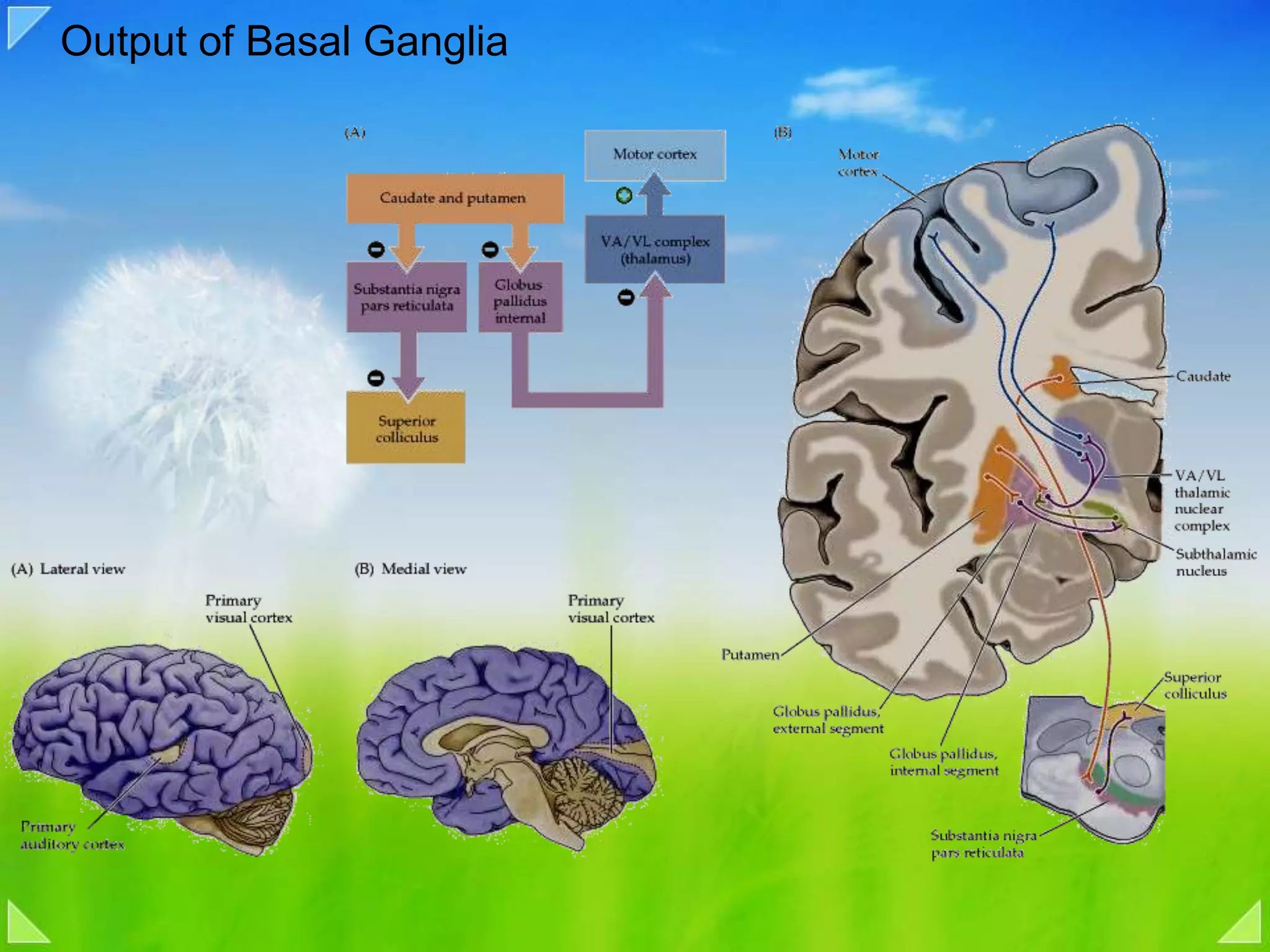 Output of Basal Ganglia
