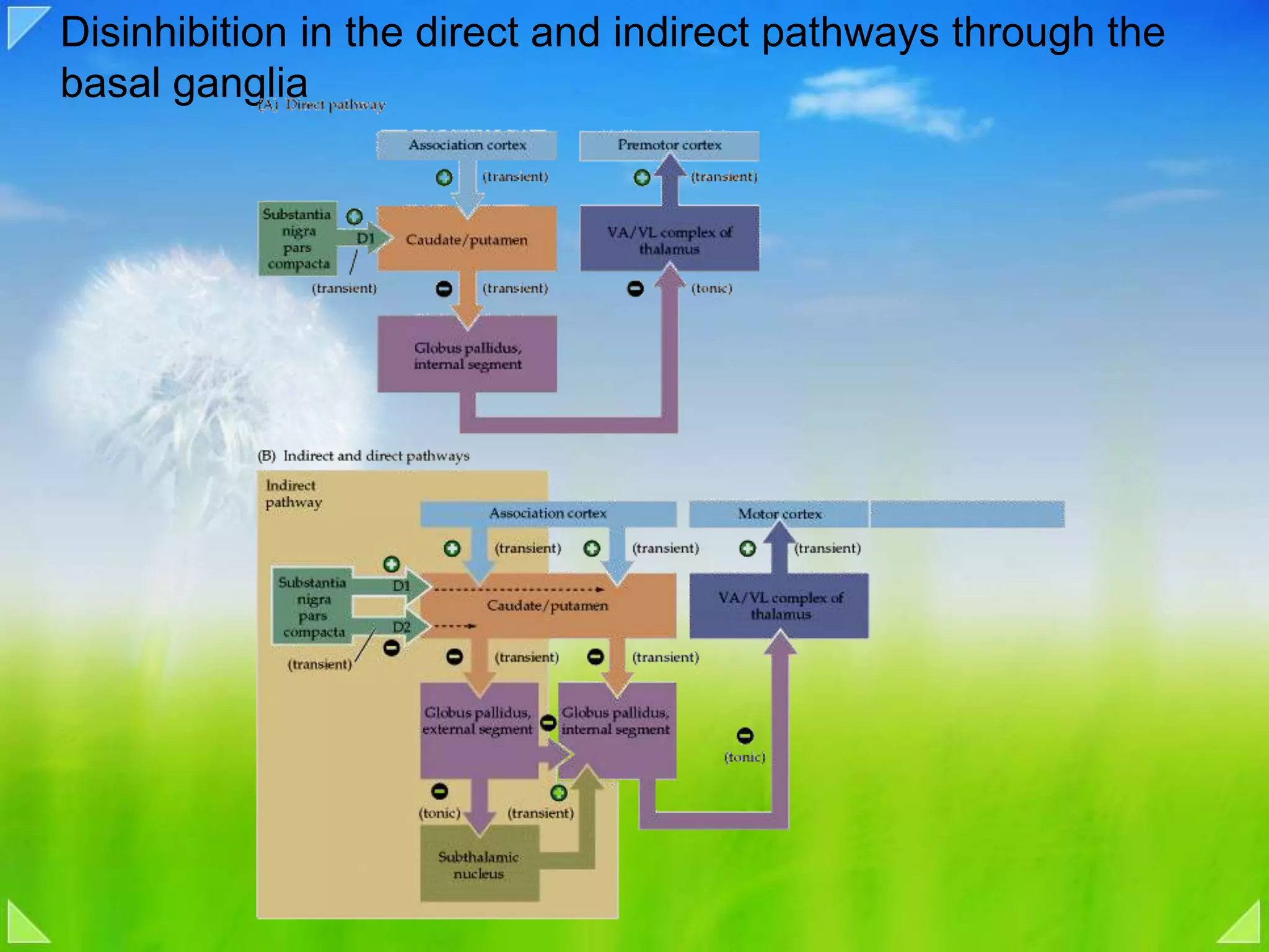 Disinhibition in the direct and indirect pathways through the basal ganglia