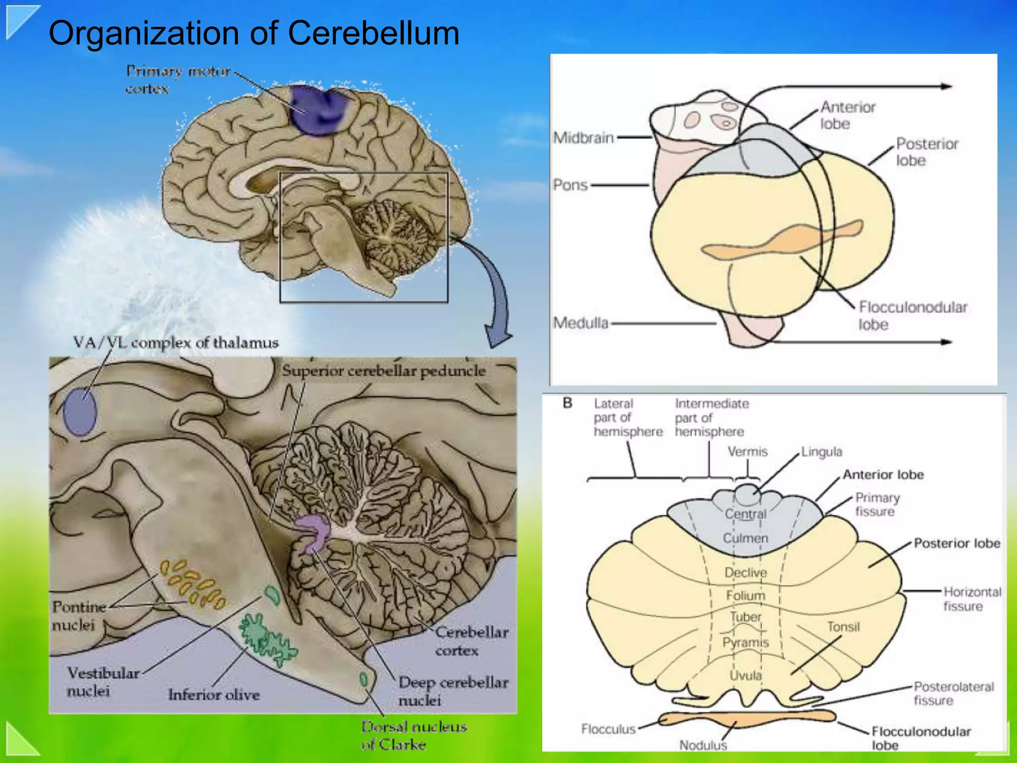 Organization of Cerebellum
