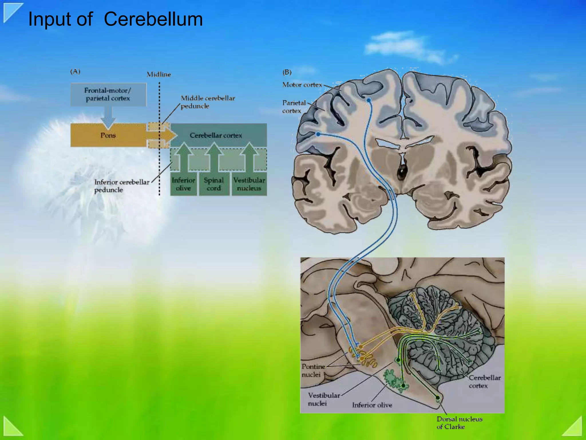 Input of  Cerebellum