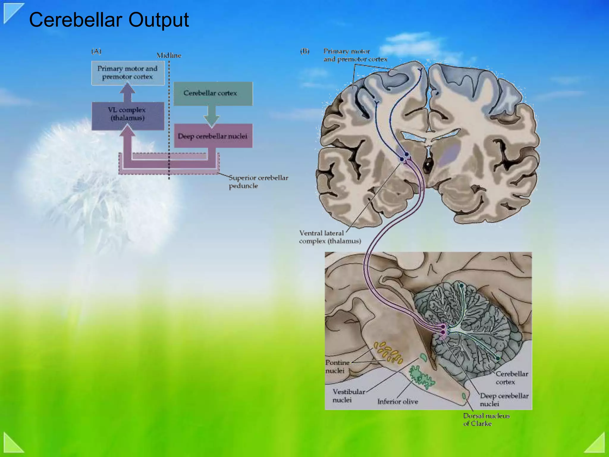 Cerebellar Output
