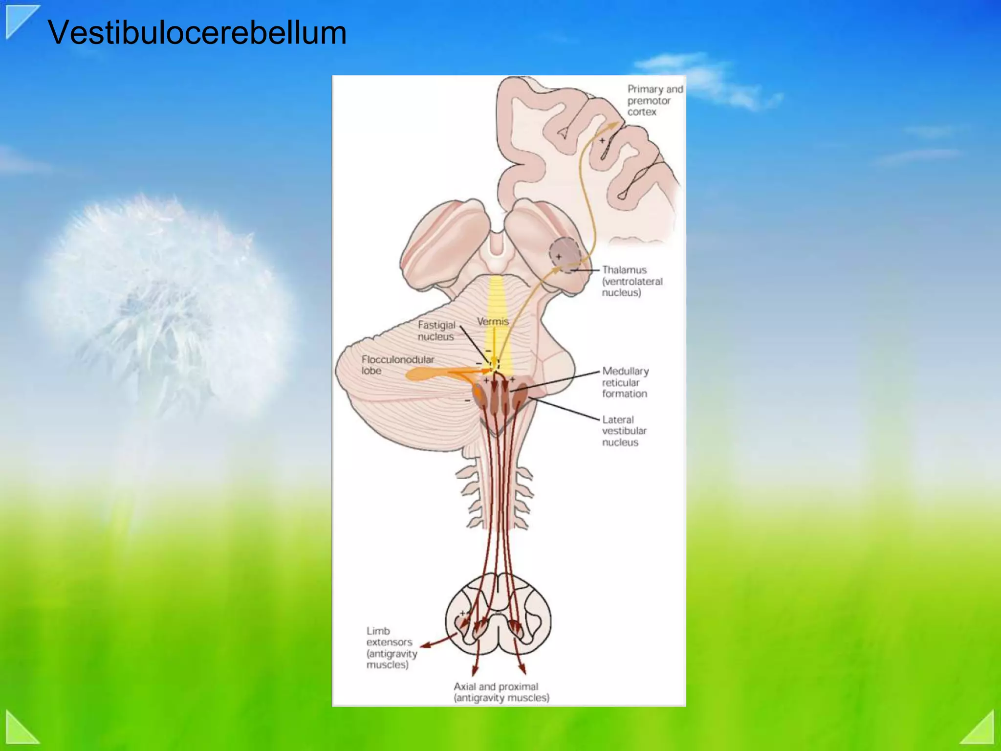 Vestibulocerebellum