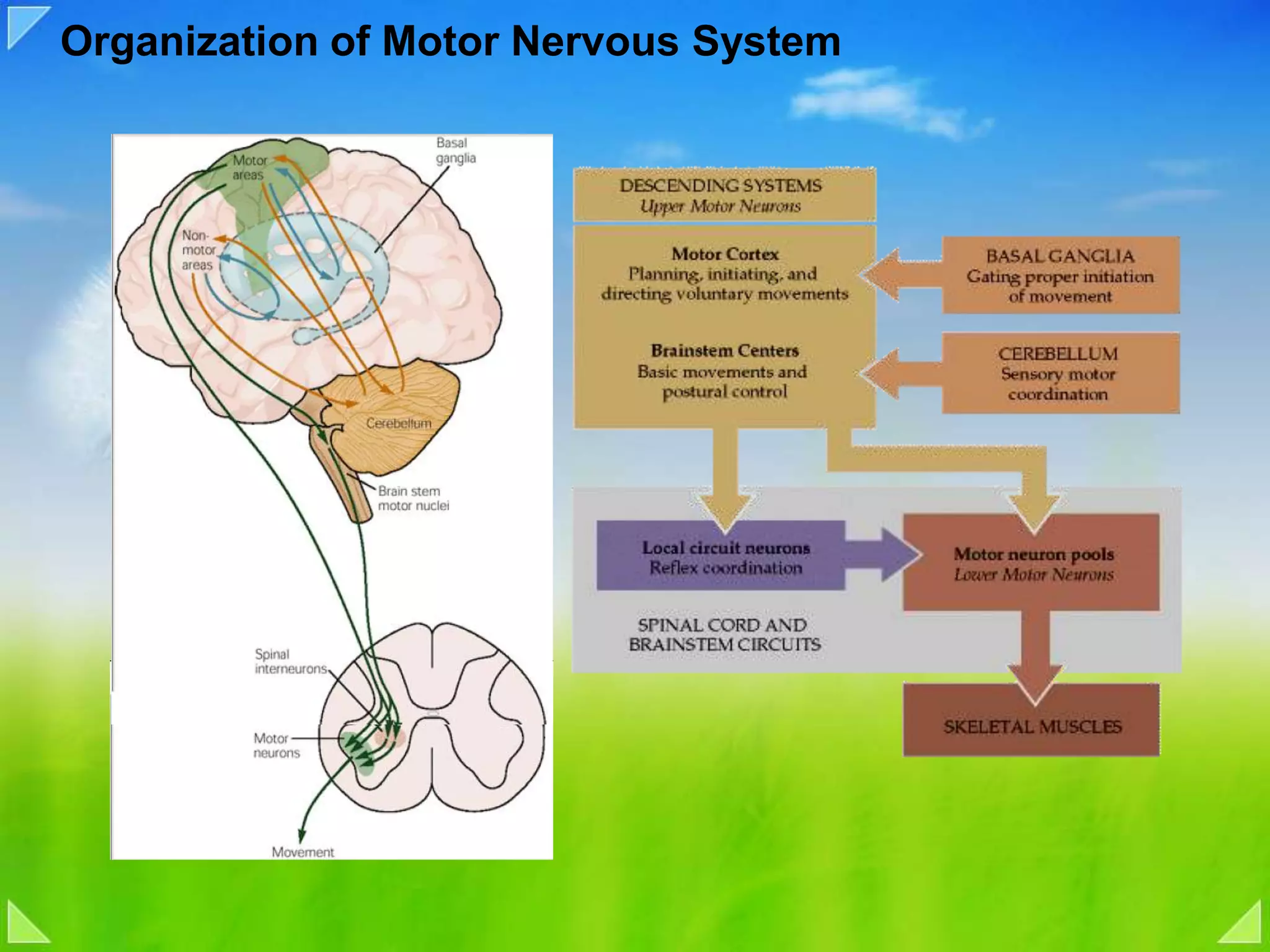 Organization of Motor Nervous System