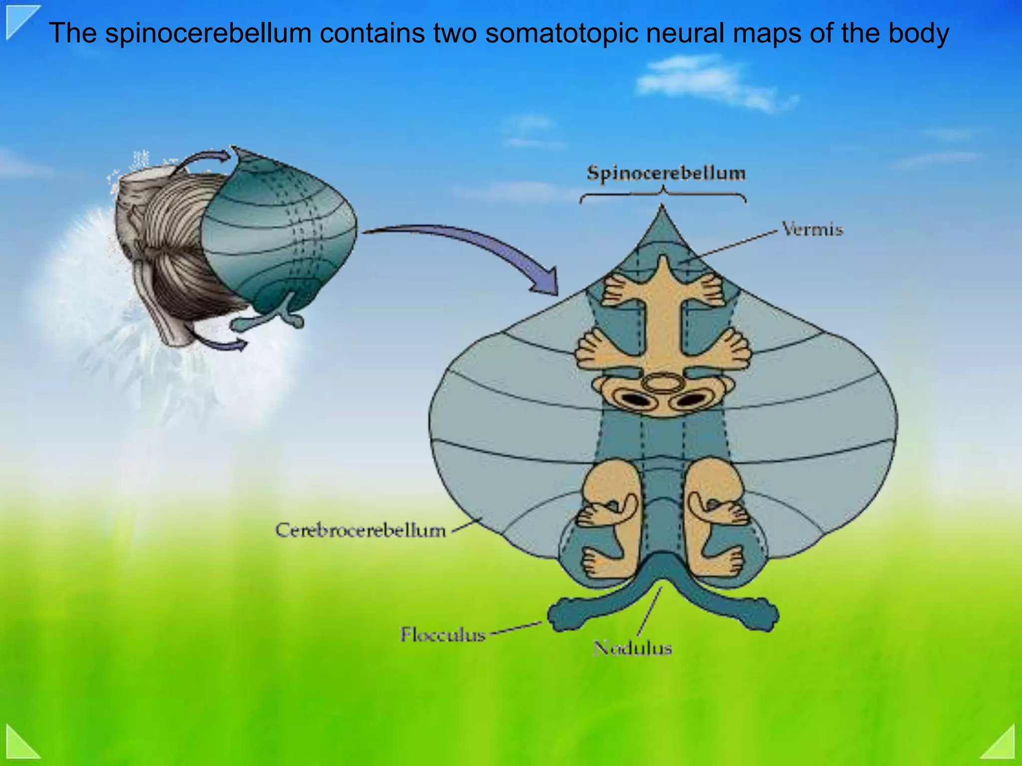 The spinocerebellum contains two somatotopic neural maps of the body