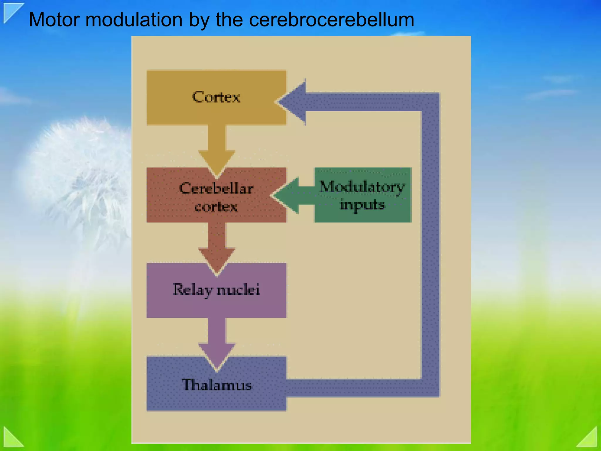 Motor modulation by the cerebrocerebellum