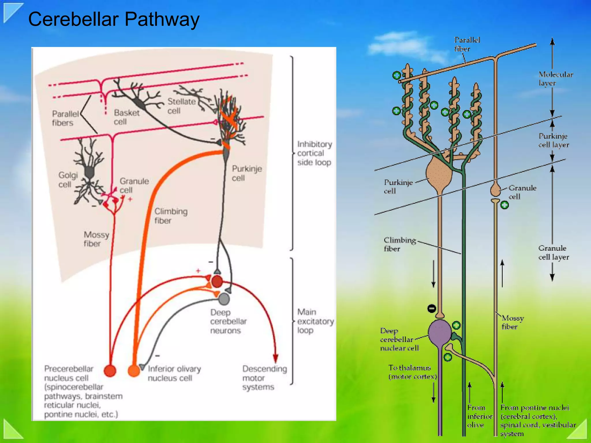 Cerebellar Pathway